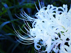曼殊沙華白１