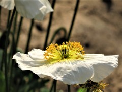 真冬に観た花　純白