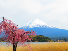 富士山と桜2