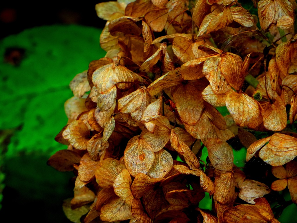 夏の終わりの紫陽花