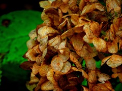 夏の終わりの紫陽花