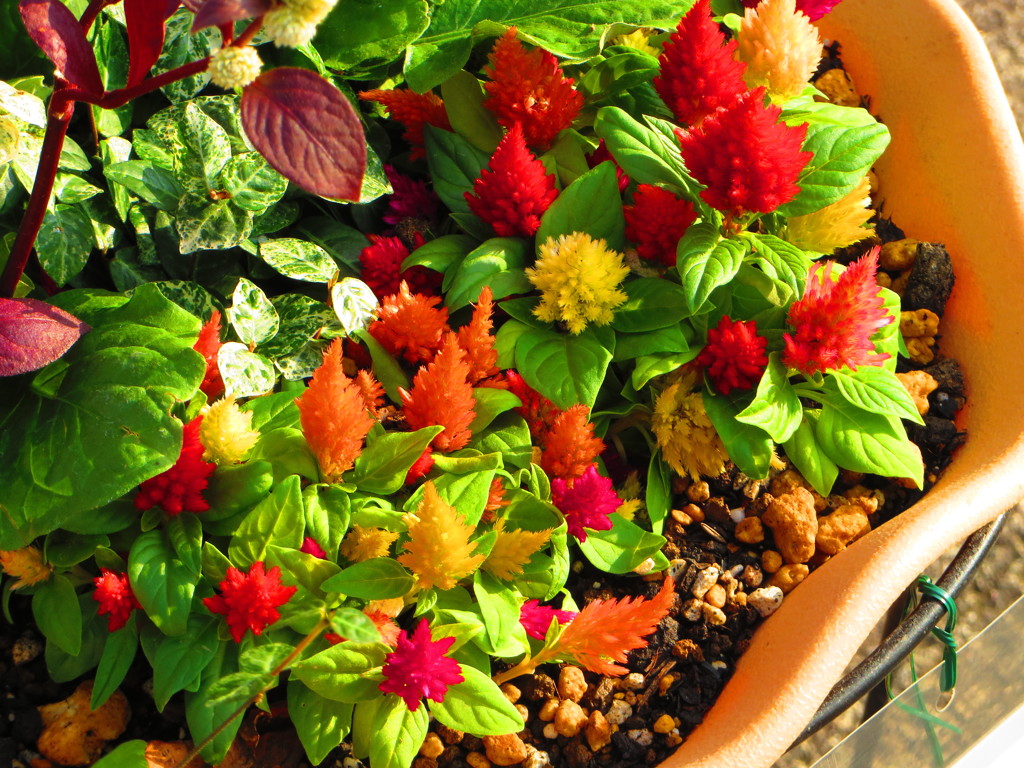 小さな花壇に見つけたにぎやかな秋