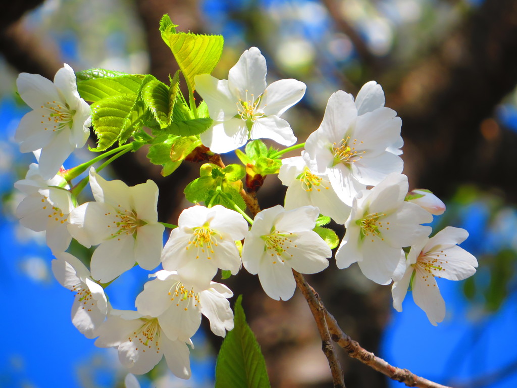 Ｄｏ　ｙｏｕ　ｆｅｅｌ　ｈａｐｐｉｎｅｓｓ？