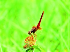 夏の思い出　あかとんぼ