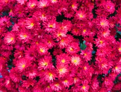 菊　赤色