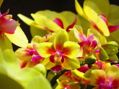 南の島の花は火傷します　２