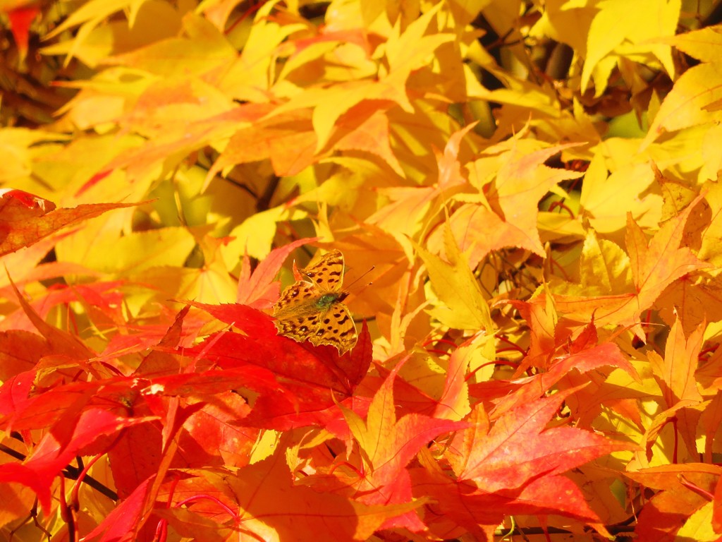 紅葉とキタテハ