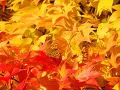 紅葉とキタテハ