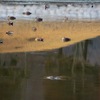 水辺の鳥Ⅳ