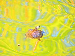 春の輝きの中で