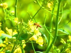菜の花