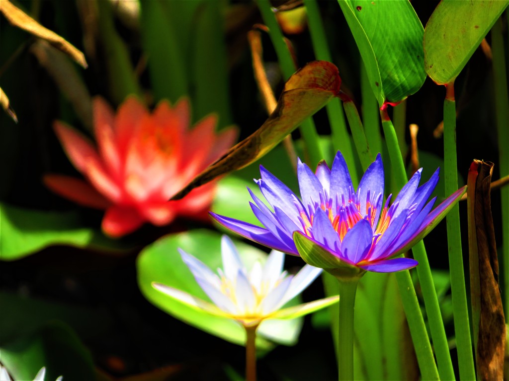 沖縄で見た花　熱帯睡蓮
