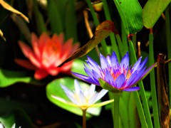 沖縄で見た花　熱帯睡蓮