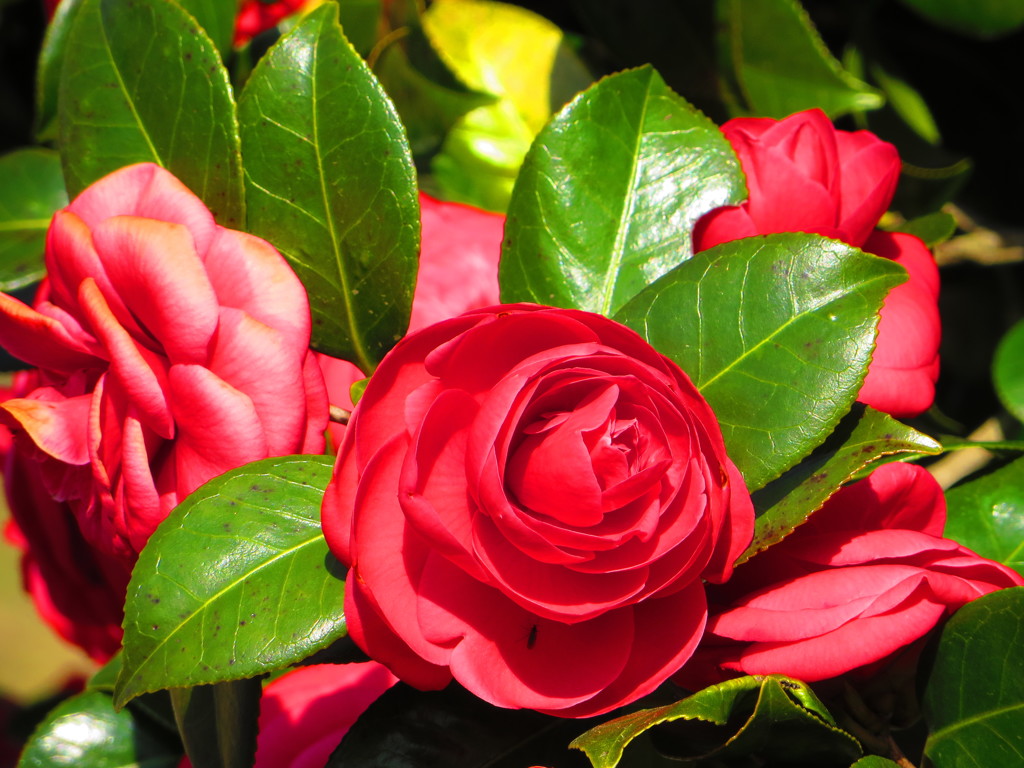 Ｄｏ　ｙｏｕ　ｆｅｅｌ　ｈａｐｐｉｎｅｓｓ？　４