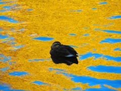 輝きの中でおやすみ