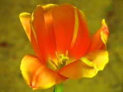 オレンジ色の花