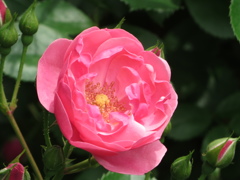 薔薇