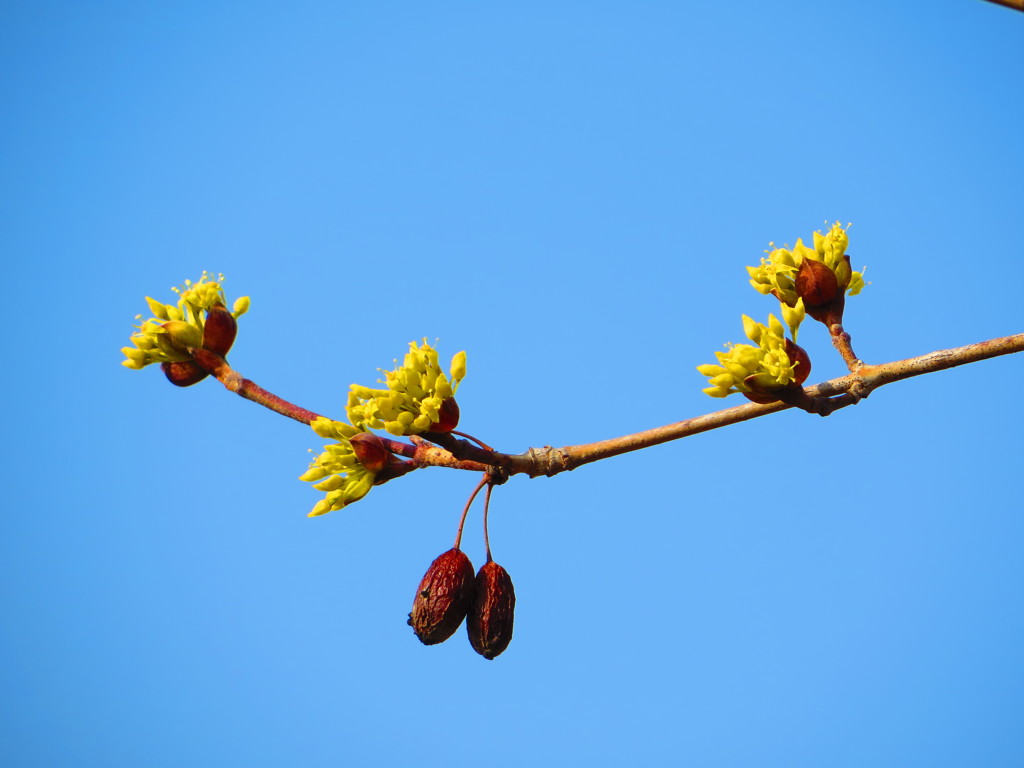 さんしゅ咲きました