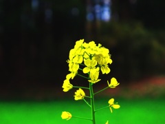 菜の花