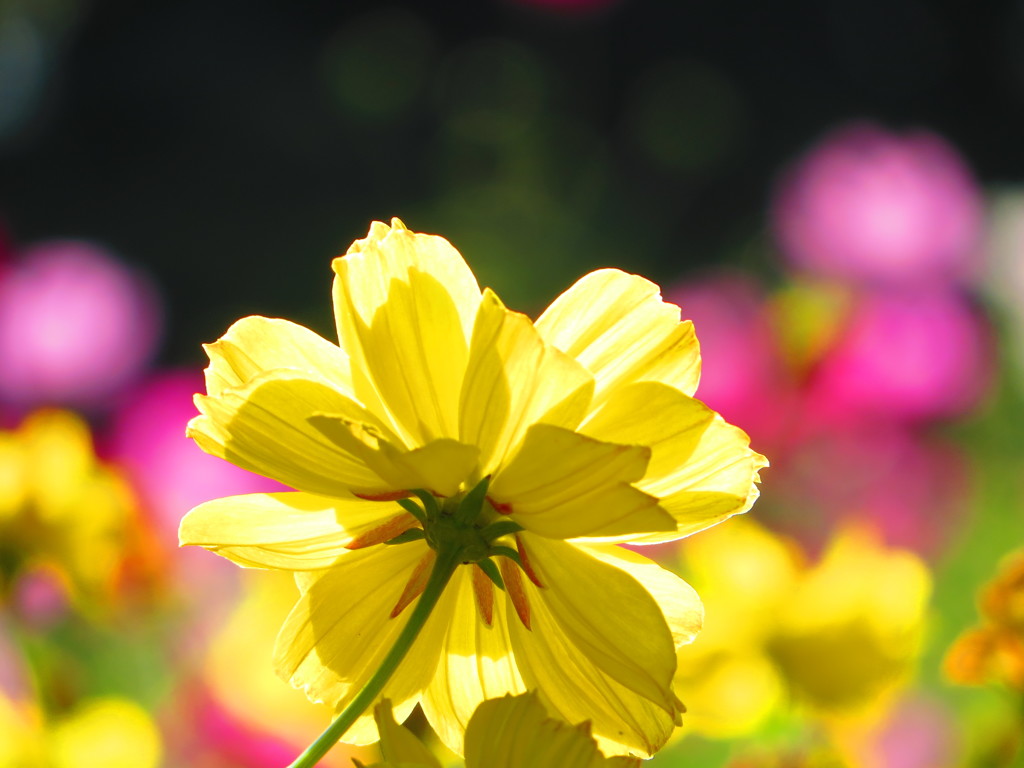 きばなコスモス