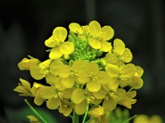 雨の日だけど　春４