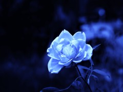 青い薔薇