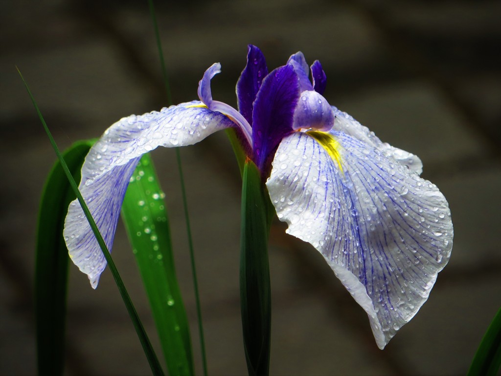 花菖蒲　８