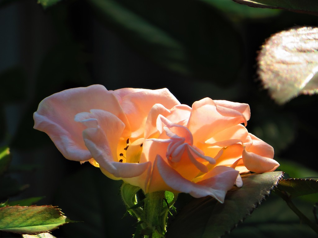 今興味のあるもの　薔薇
