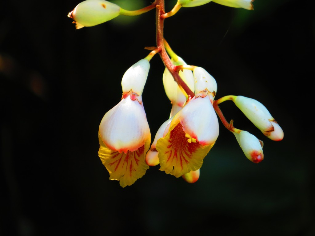 沖縄で見た花８