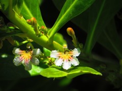 沖縄で見た花６