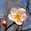 春まで待てない