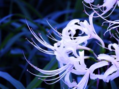 曼殊沙華白２
