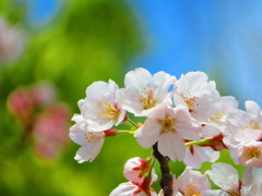 sakura 4