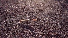 カマキリ