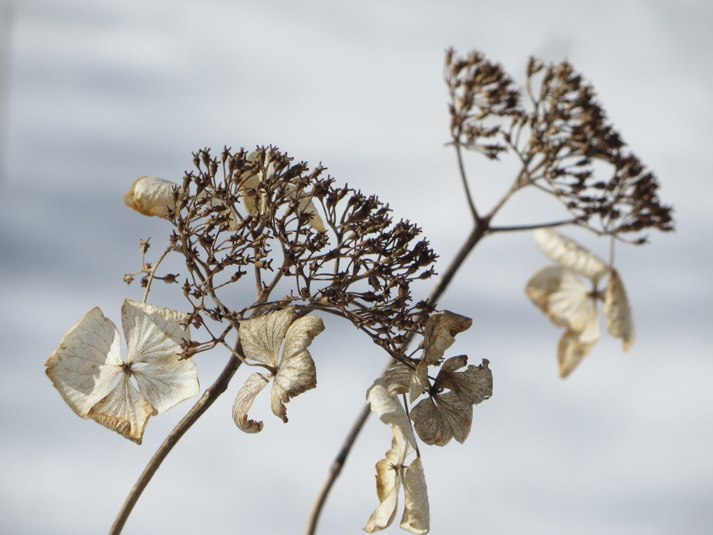 冬の紫陽花３