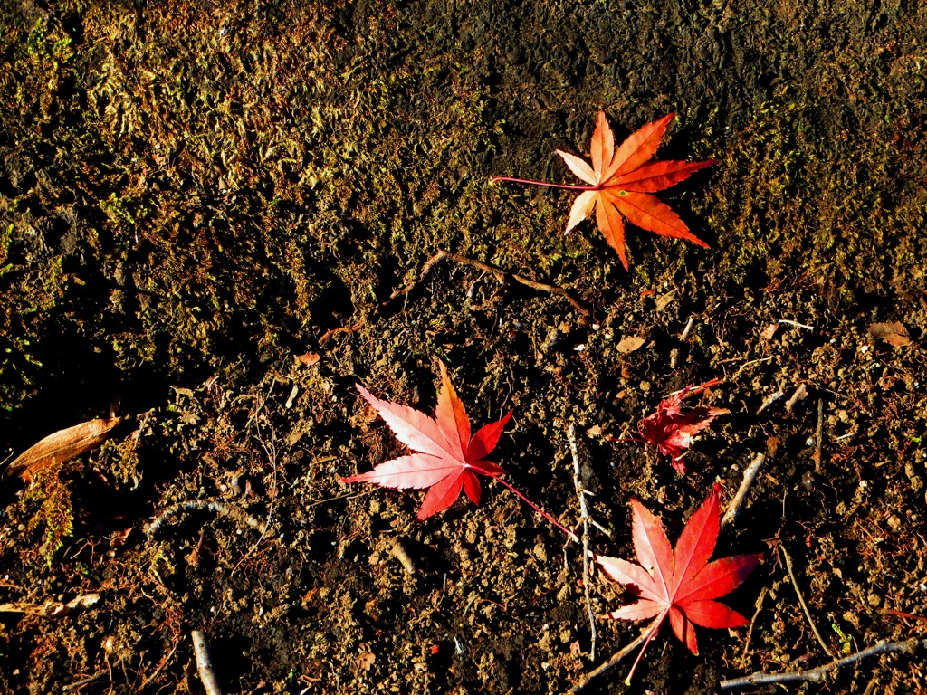 落ち葉３