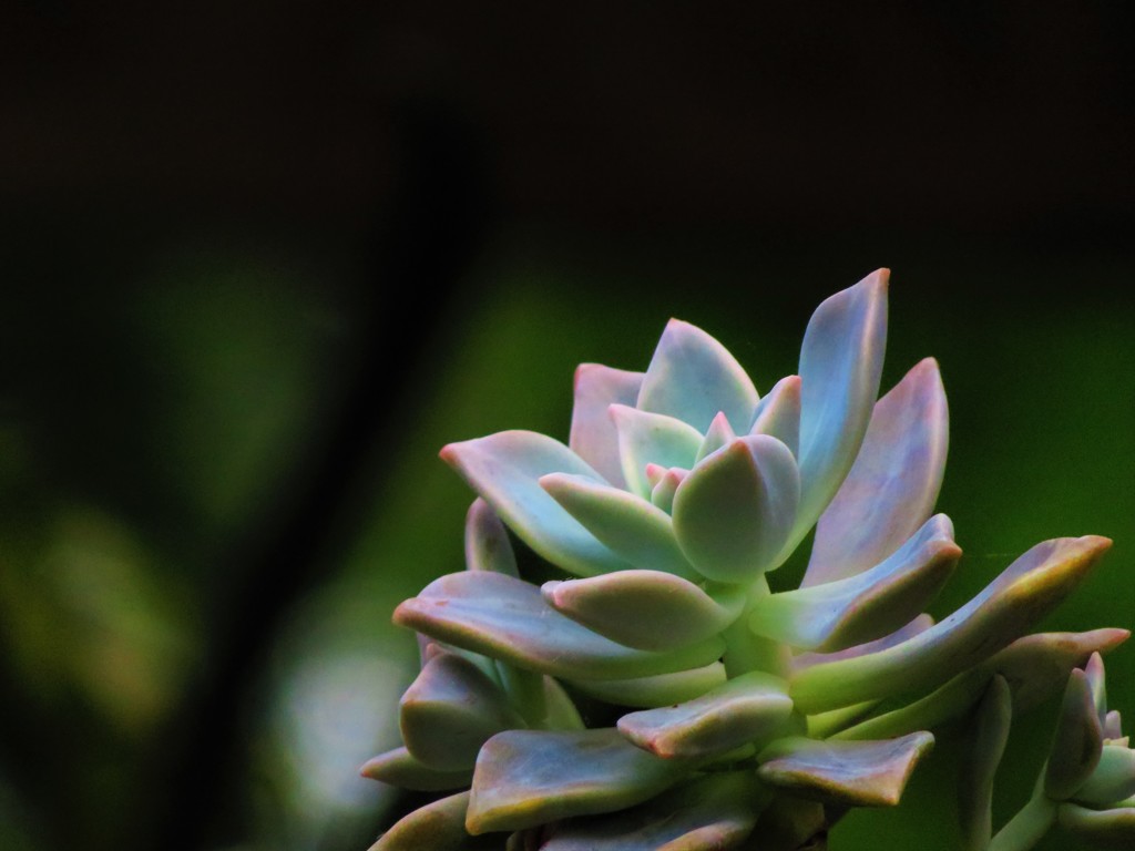 なんとなく楽しくなる植物３
