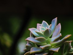 なんとなく楽しくなる植物３