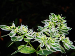 夏の花　４