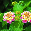 南の島の花３