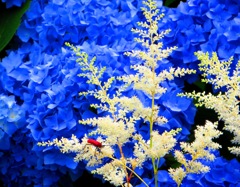 青紫陽花２