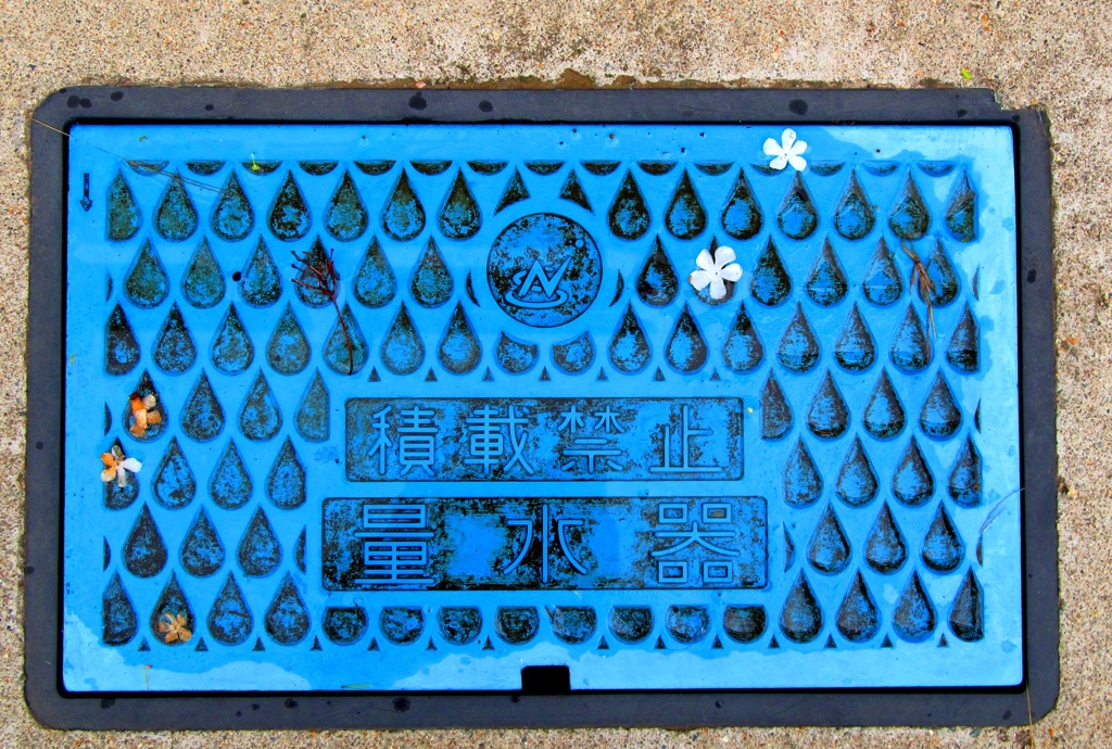 雨上がりに見つけた花