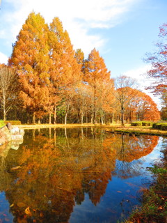 紅葉のある風景