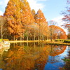 紅葉のある風景