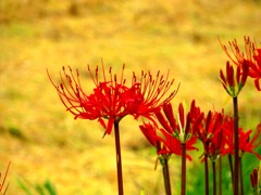 秋の花