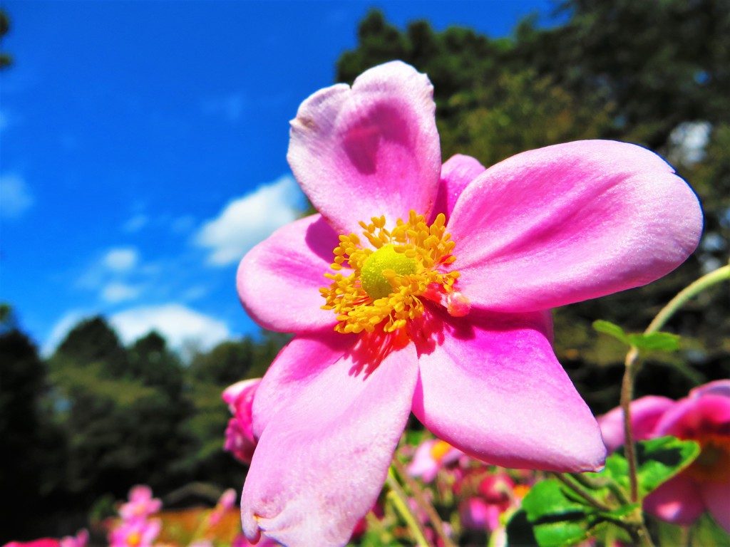 今日であった花　１