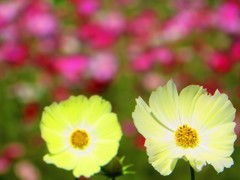 黄色のコスモスとお花畑