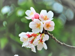 桜