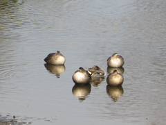 水辺の鳥Ⅲ