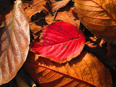 紅葉２